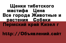 Щенки тибетского мастифа › Цена ­ 80 - Все города Животные и растения » Собаки   . Пермский край,Кизел г.